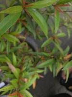 defocused abstract background of a Pucuk Merah plant. Blur effect photo