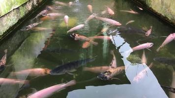 video van goerami in een vijver met schoon en vloeiende water