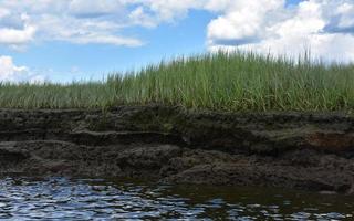 Thick Marsh Grass Growing Out of Mud Flats photo