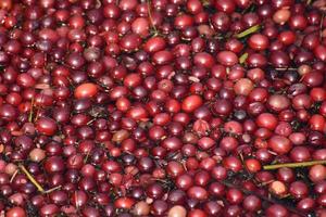 Stunning Vibrant Red Cranberries Floating in Water on a Bog photo
