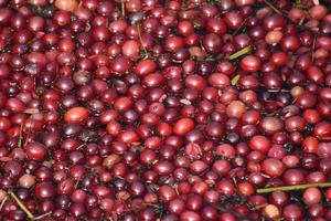 Vibrant Red Cranberries Floating in Water on a Bog photo