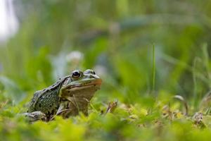 rana sentada en la hierba, sapo en la hierba verde, rana fría y resbaladiza en la naturaleza, verrugas en la piel foto