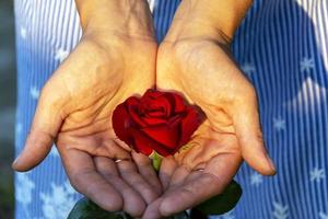 A rose flower in women's hands on the background of a blue and white dress, Concept of gynecology and women's health photo