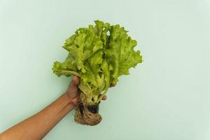 planta de lechuga verde con raíces en las manos sobre un fondo turquesa, el concepto de nutrición saludable foto