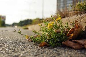 flores amarillas silvestres brotaron a través de grietas en el asfalto, la vida de la ciudad foto