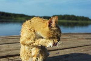 A beautiful red cat washes up after a casual swim on the pier of the lake. Self-care. Neatness, cleanliness photo