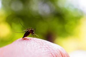 Mosquito bite the hand sucking human blood photo