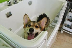 Corgi welsh pembroke with wet fur standing in a bathroom after bathing and washing in grooming salon. Professional hygiene, welness, spa procedures of animals concept. Domestic pet care idea. Close up photo