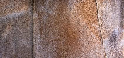 Background picture of a soft fur beige carpet. Wool sheep fleece closeup texture background. Top view. photo