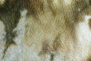 Background picture of a soft fur beige carpet. Wool sheep fleece closeup texture background. Top view. photo