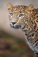Sri lankan leopard photo