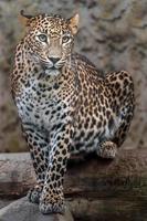 Sri lankan leopard photo