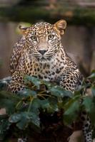 Sri lankan leopard photo