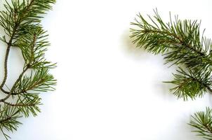 Christmas tree branches on a white background photo