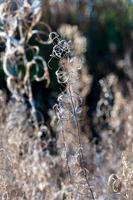 Dry reed against clear light blue sky on sunny day outdoors. Abstract natural background in neutral colors. Minimal trendy pampas grass panicles. Selective focus photo