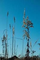 Dry reed against clear light blue sky on sunny day outdoors. Abstract natural background in neutral colors. Minimal trendy pampas grass panicles. Selective focus photo