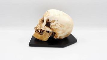 Human skull head model made from rasin plastic. photo