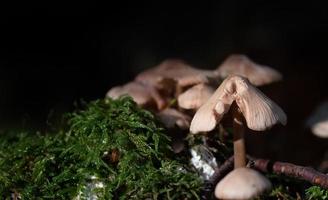 A group of mushrooms with lamellae stands in the forest next to green moss. The background is dark with room for text. photo
