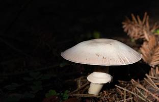 a white mushroom with a large umbrella stands in the forest between branches and pine needles. The background is dark. photo