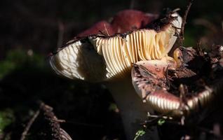 Two mushrooms are in the forest. The mushrooms have a red cap with white fins. One of the mushrooms has been eaten by animals. photo
