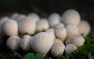 a group of small light-colored spherical mushrooms, with small spines on them, grows on the forest floor. The mushrooms shine brightly against the dark background. photo