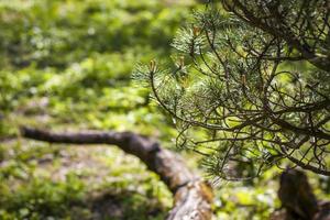 Young spruce branches. Close-up on blurred greenery with copying of space, using as a background the natural landscape, ecology, fresh wallpaper concepts. Selective focus. photo