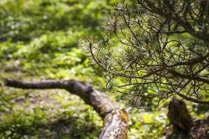 Young spruce branches. Close-up on blurred greenery with copying of space, using as a background the natural landscape, ecology, fresh wallpaper concepts. Selective focus. photo