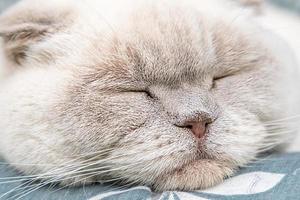 Funny short haired domestic white British cat sleeping indoor at home. Kitten resting and relax on blue sofa. Pet care and animals concept. photo