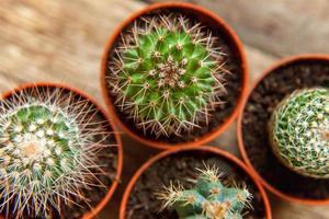 Different cactus plant on wooden background. Home decoration on scandinavian style. floriculture houseplant hobby concept. photo