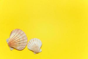 Tropical Background. Seashell on yellow colourful trendy modern fashion background. Vacation travel summer weekend sea adventure trip concept. photo