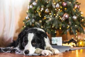 Funny portrait of cute puppy dog border collie with gift box and defocused garland lights lying down near Christmas tree at home indoors. Preparation for holiday. Happy Merry Christmas time concept. photo