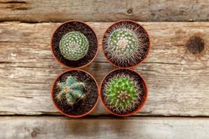 Different cactus plant on wooden background. Home decoration on scandinavian style. floriculture houseplant hobby concept. photo