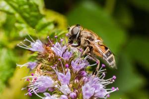 abeja melífera cubierta con néctar de bebida de polen amarillo, flor polinizadora. primavera floral natural inspiradora o fondo de jardín floreciente de verano. vida de los insectos, enfoque selectivo de primer plano macro extremo foto