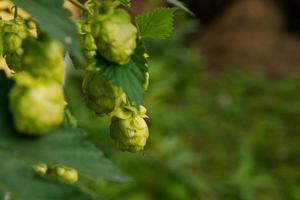 concepto de agricultura y agricultura. conos de lúpulo orgánico verde fresco y maduro para hacer cerveza y pan, de cerca. lúpulo fresco para la elaboración de cerveza. planta de lúpulo que crece en jardín o granja. foto