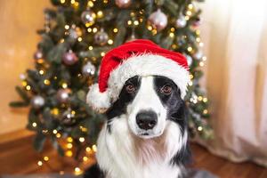 Funny cute puppy dog border collie wearing Christmas costume red Santa Claus hat near Christmas tree at home indoor. Preparation for holiday. Happy Merry Christmas concept. photo