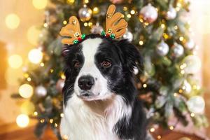 Funny cute puppy dog border collie wearing Christmas costume deer horns hat near christmas tree at home indoors background. Preparation for holiday. Happy Merry Christmas concept.