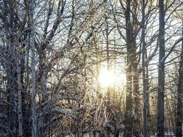 Grove of city park at sunset in winter. A lot of trees. Forest in winter. photo