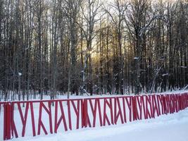 Grove of city park at sunset in winter. A lot of trees. Forest in winter. photo