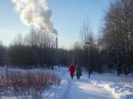 landscape of winter park. spruce grove. snow idyll.Boiler room pipe and stream against the background of the sky. photo