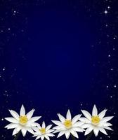 lotus white night sky background photo