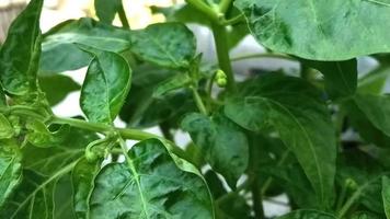 peperoncino di Cayenna Pepe le foglie danneggiato dovuto per peste attacchi, agricoltori Esperienza perdite durante chili raccolta nel Indonesia video