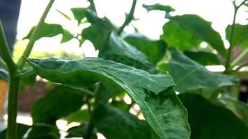Cayenne pepper leaves damaged due to pest attacks, farmers experience losses during chili harvesting in Indonesia video