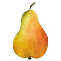 Yellow pear isolated on white background. Watercolor illustration. vector