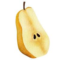 Yellow pear, slice isolated on white background. Watercolor illustration. vector