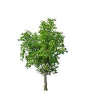 Trees that are isolated on a white background are suitable for both printing and web pages photo