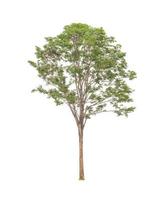 Trees that are isolated on a white background are suitable for both printing and web pages photo
