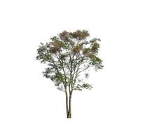 tree isolated on white background photo