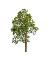 Trees that are isolated on a white background are suitable for both printing and web pages photo