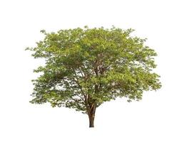 tree isolated on white background photo