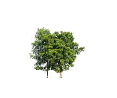 tree isolated on white background photo